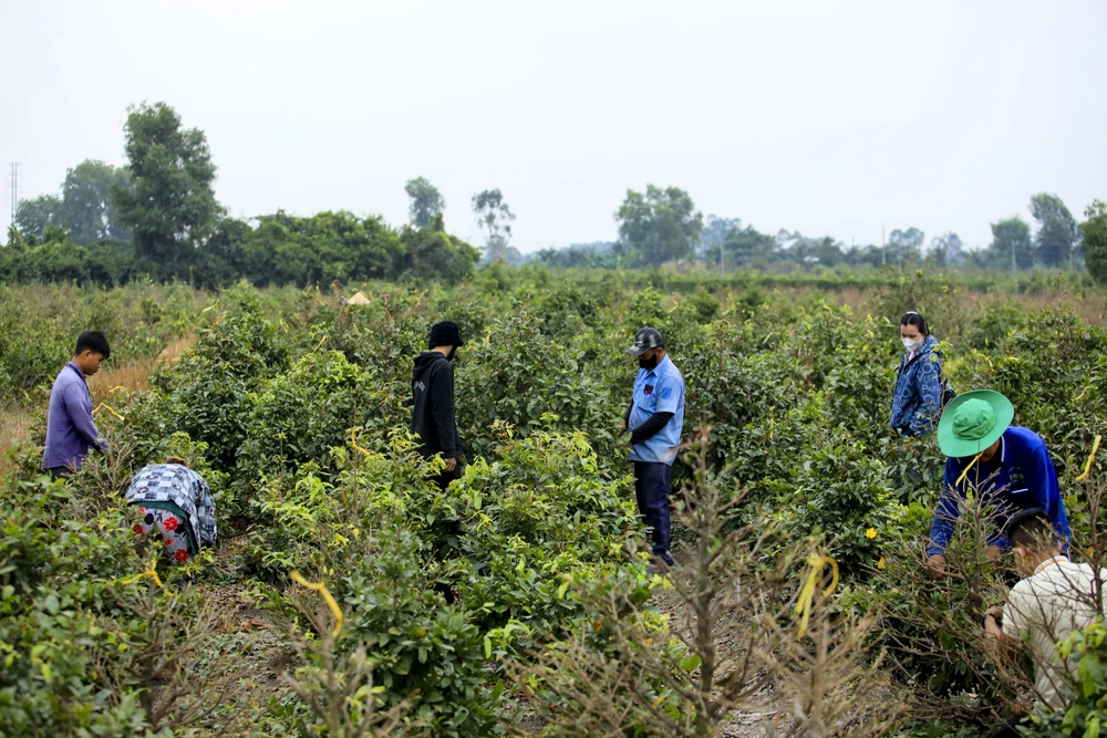 Rộn ràng mùa lặt lá mai ở làng mai lớn nhất TP.HCM