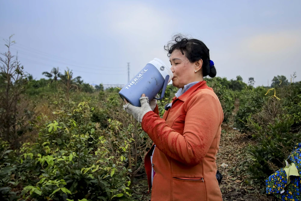 Rộn ràng mùa lặt lá mai ở làng mai lớn nhất TP.HCM