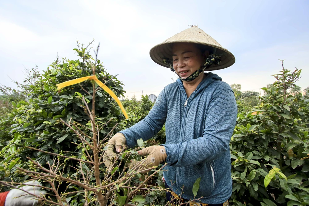 Rộn ràng mùa lặt lá mai ở làng mai lớn nhất TP.HCM