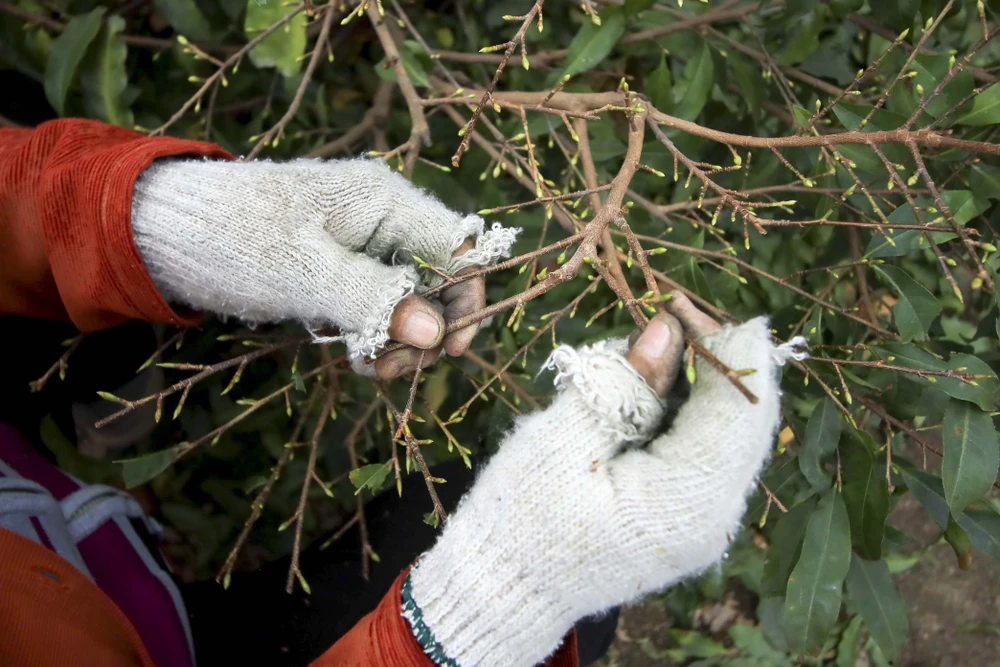 Rộn ràng mùa lặt lá mai ở làng mai lớn nhất TP.HCM