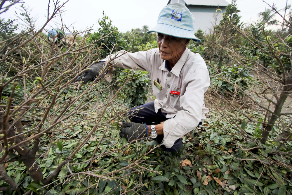 Rộn ràng mùa lặt lá mai ở làng mai lớn nhất TP.HCM