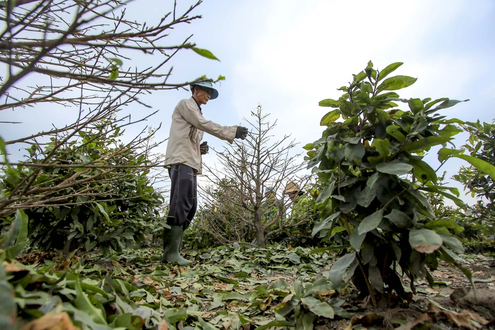 Rộn ràng mùa lặt lá mai ở làng mai lớn nhất TP.HCM
