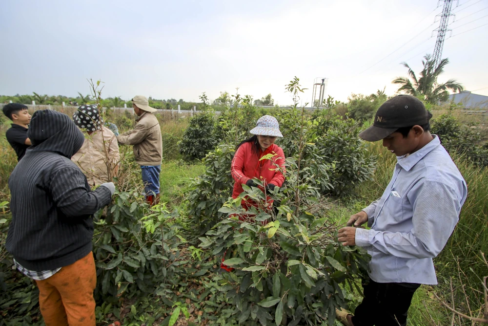 Rộn ràng mùa lặt lá mai ở làng mai lớn nhất TP.HCM