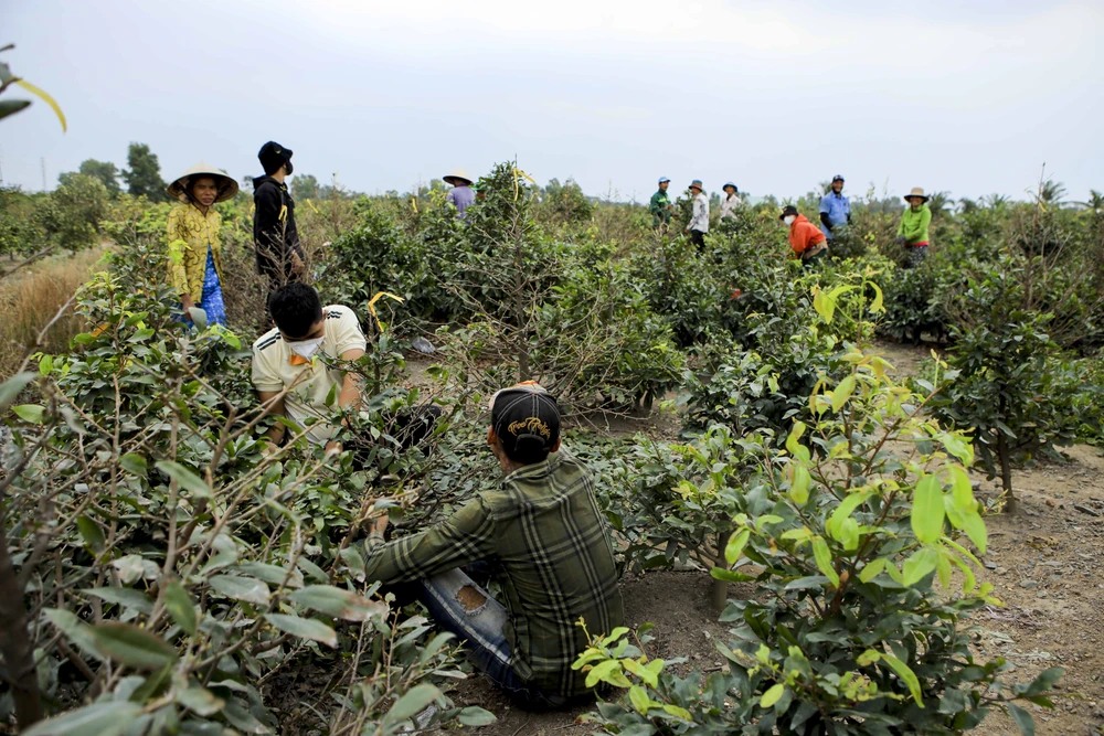 Rộn ràng mùa lặt lá mai ở làng mai lớn nhất TP.HCM