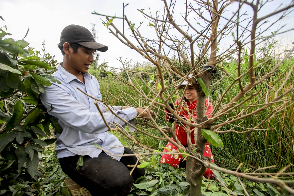 Rộn ràng mùa lặt lá mai ở làng mai lớn nhất TP.HCM