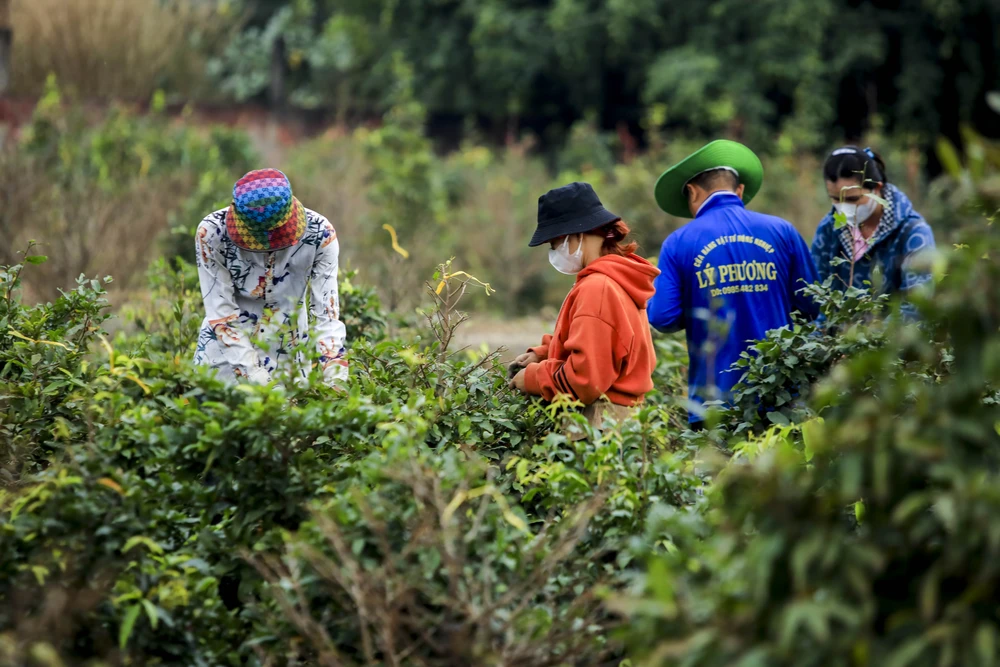 Rộn ràng mùa lặt lá mai ở làng mai lớn nhất TP.HCM