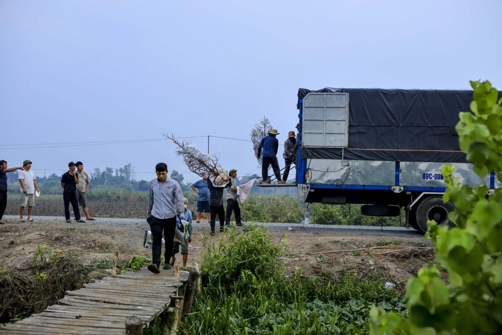 Rộn ràng mùa lặt lá mai ở làng mai lớn nhất TP.HCM