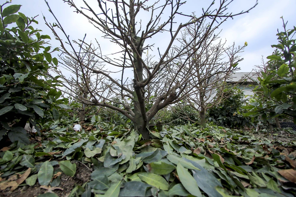 Rộn ràng mùa lặt lá mai ở làng mai lớn nhất TP.HCM