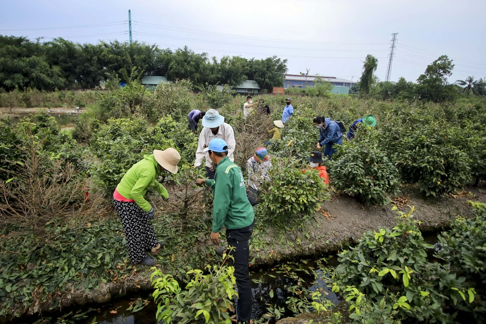 Rộn ràng mùa lặt lá mai ở làng mai lớn nhất TP.HCM