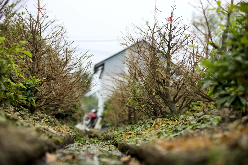 Rộn ràng mùa lặt lá mai ở làng mai lớn nhất TP.HCM