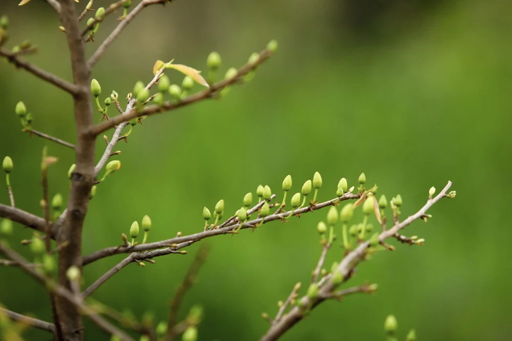 Rộn ràng mùa lặt lá mai ở làng mai lớn nhất TP.HCM