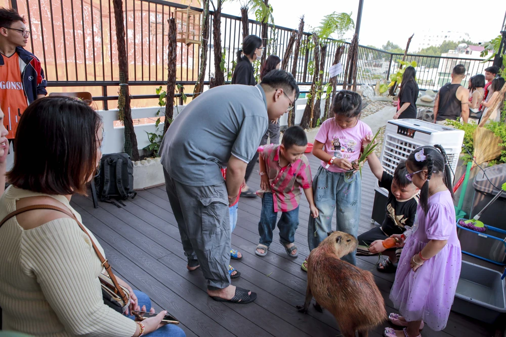 Chờ lâu để được xem Capbybara ở Thảo Cầm Viên, khách 'quay xe' ghé quán cà phê
