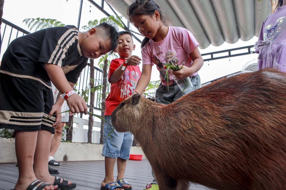 Chờ lâu để được xem Capbybara ở Thảo Cầm Viên, khách 'quay xe' ghé quán cà phê
