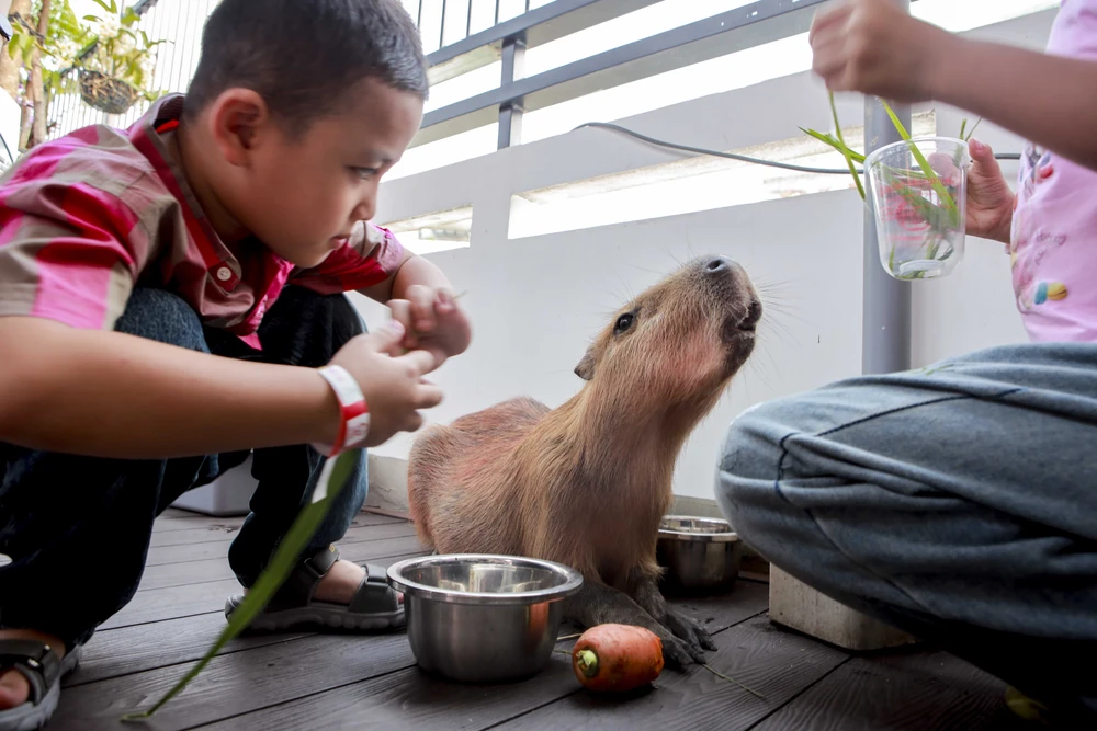 hai-be-capybara (25).jpg