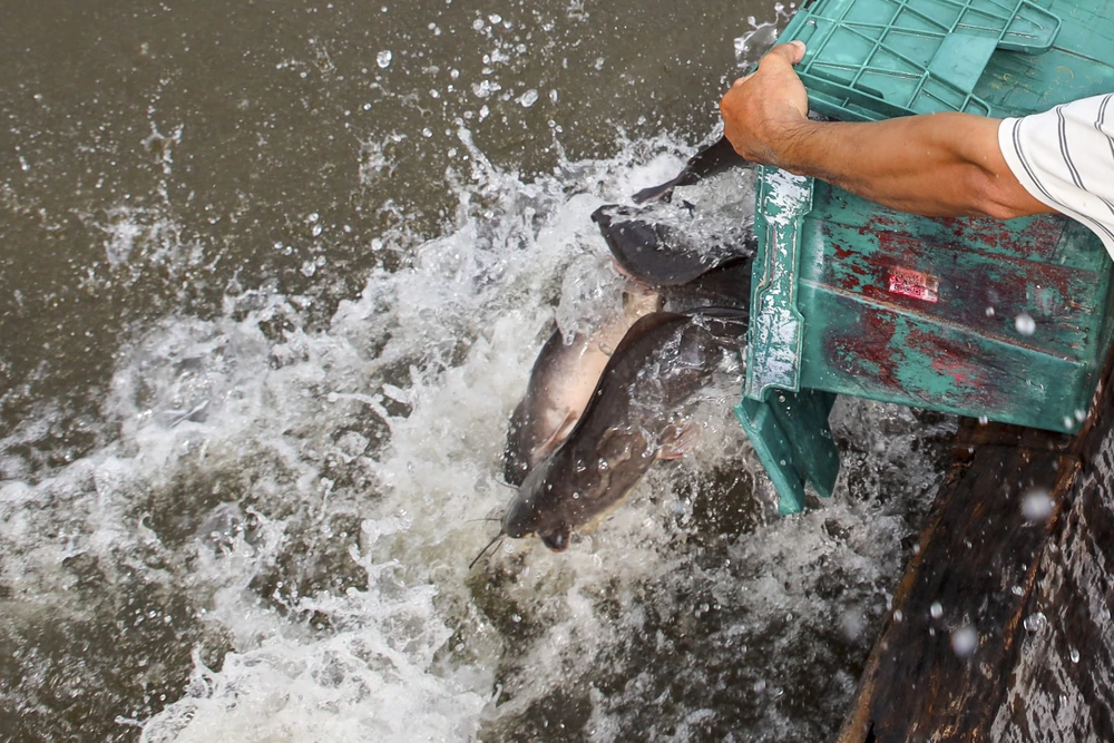 Đông nghẹt người viếng chùa, phóng sinh Rằm tháng Giêng