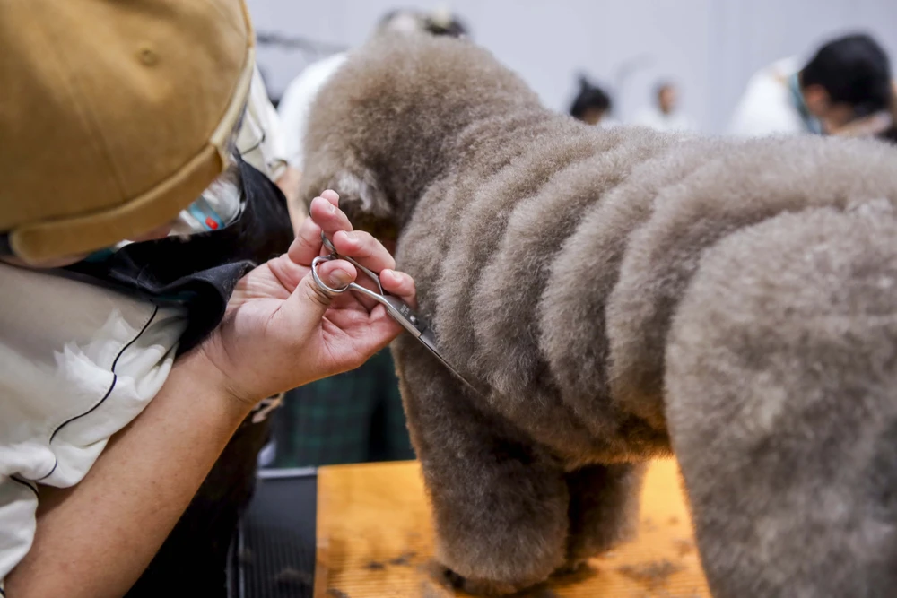 Thú vị cuộc thi tạo mẫu thú cưng lớn nhất Việt Nam