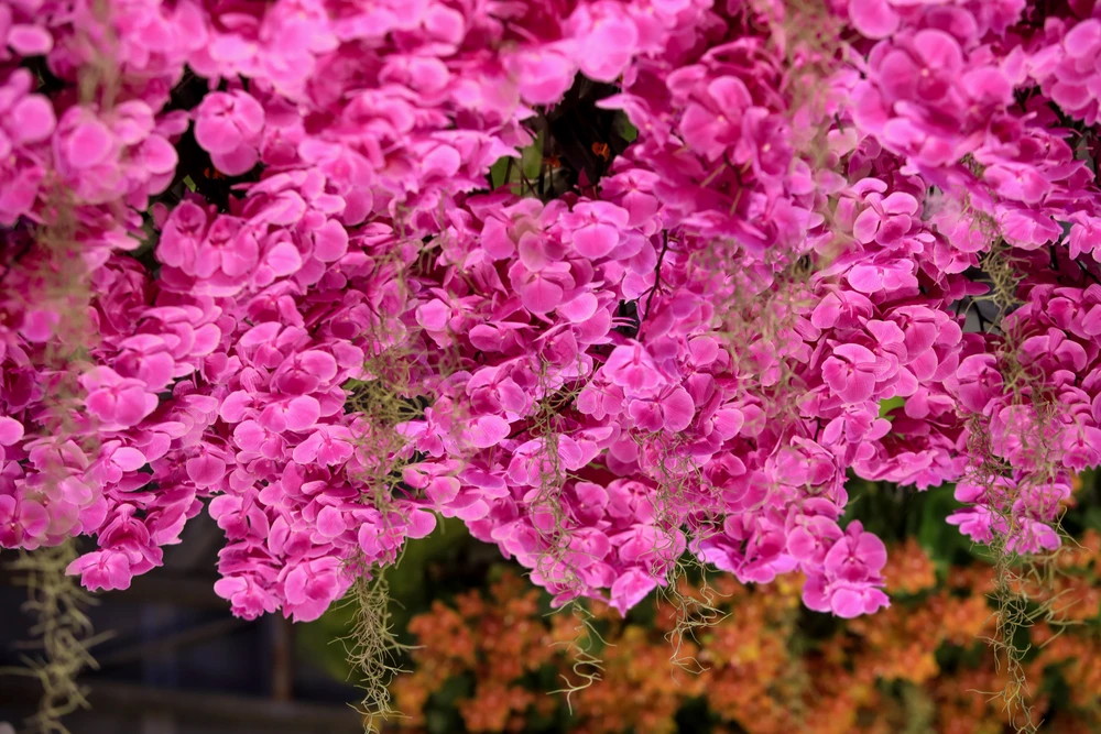 Festival hoa lan (1).jpg