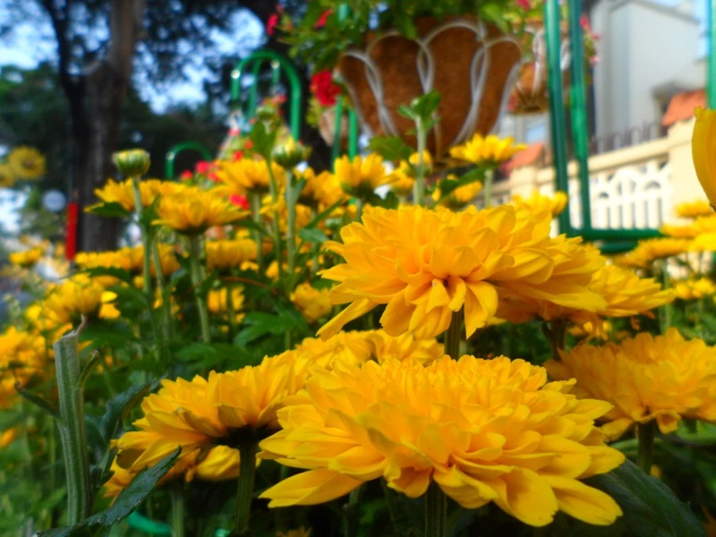 Phố Sài Gòn lãng mạn ngày đầu năm ảnh 5