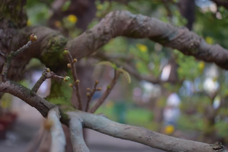 Rao bán gốc mai hơn 200 tuổi giá 2,9 tỉ đồng ảnh 9