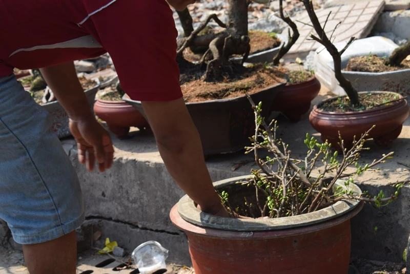 Nhà vườn cắt cành giữ gốc mai đưa về, không bán rẻ ảnh 3