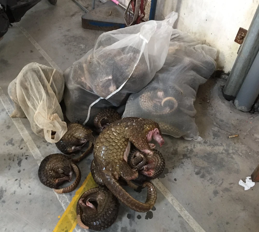 Lãnh 13 năm tù vì nuôi nhốt, tàng trữ trái phép tê tê ảnh 2