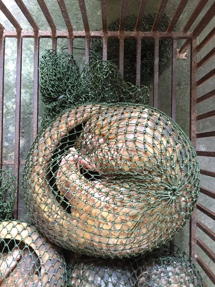 Lãnh 13 năm tù vì nuôi nhốt, tàng trữ trái phép tê tê ảnh 1