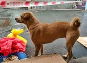 Cảm động chuyện F0 gửi chó cưng nhờ người chăm giúp khi đi cách ly 