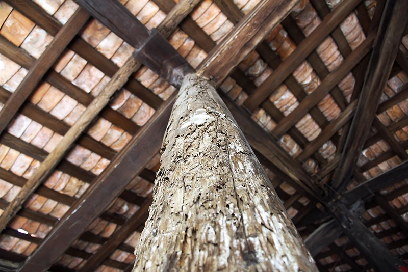 Chùm ảnh: Mối mọt tấn công ngôi đình trên 300 năm tuổi ảnh 7