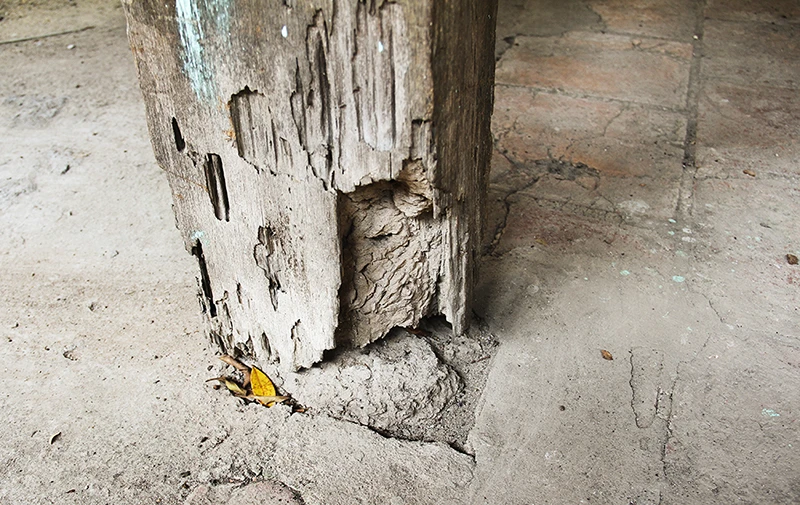 Chùm ảnh: Mối mọt tấn công ngôi đình trên 300 năm tuổi ảnh 9