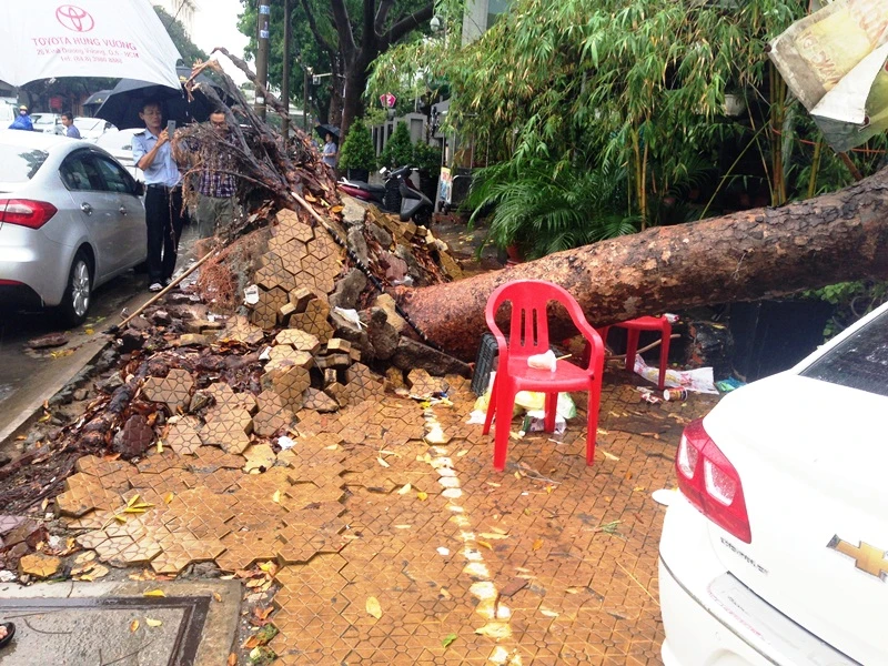 Cây xà cừ cổ thụ đè bẹp 3 ô tô ở TP.HCM ảnh 1