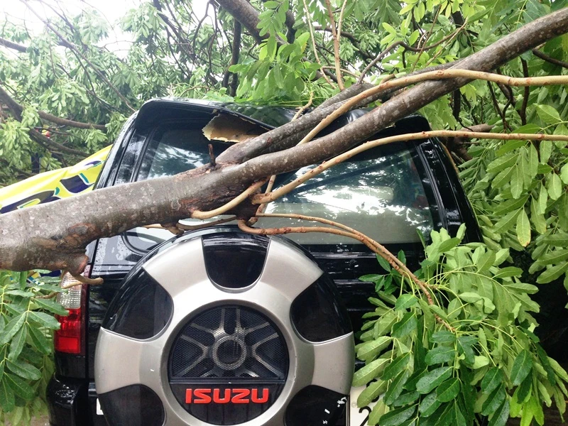 Cây xà cừ cổ thụ đè bẹp 3 ô tô ở TP.HCM ảnh 2