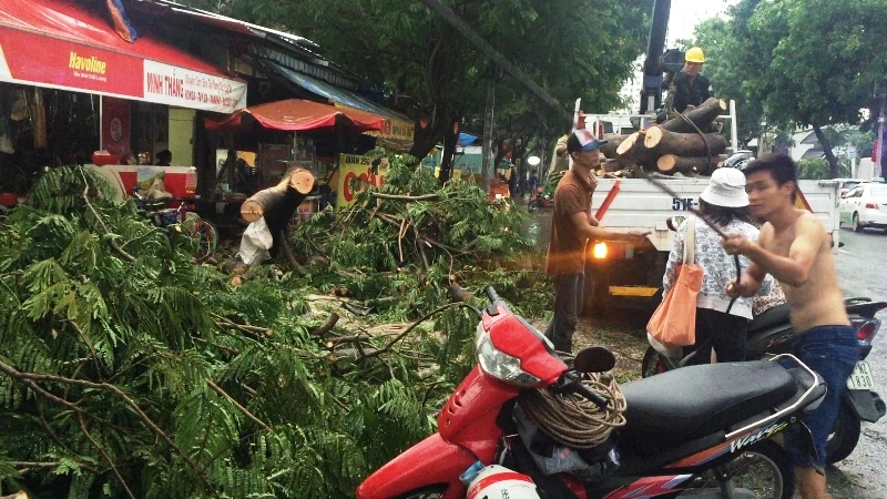 Cây xà cừ cổ thụ đè bẹp 3 ô tô ở TP.HCM ảnh 3