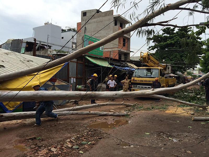 Cây chắn ngang đường, khiến giao thông gián đoạn