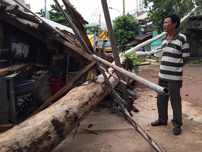 Cây bạch đàn trên đường Phạm Văn Bạch (quận Tân Bình) bỗng nhiên đổ sập trong khi trời lặng gió