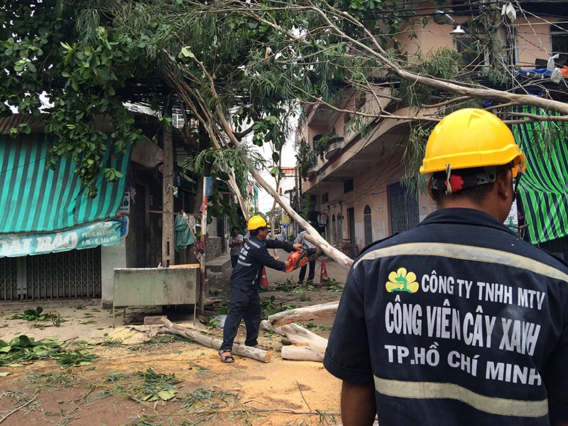 Nhân viên công ty cây xanh TP.HCM có mặt giải quyết hiện trường sau vụ việc