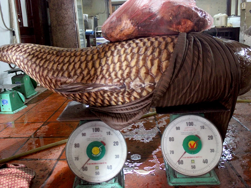 Cá hô thuộc họ cá chép, rất hiền, những con có trọng lượng từ 100kg trở lên đã có thể sinh sản và sống rất lâu