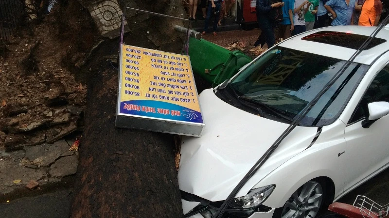 Cây cổ thụ hàng chục mét đổ sập đè người trọng thương ở TP.HCM ảnh 3