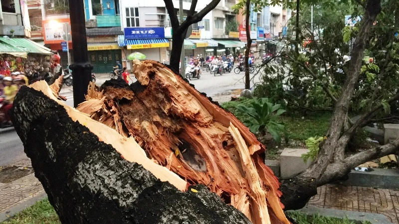 Cây cổ thụ hàng chục mét đổ sập đè người trọng thương ở TP.HCM ảnh 6