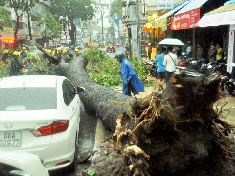 Cây cổ thụ bất ngờ đổ sập đè trúng người đàn ông đi xe máy. 