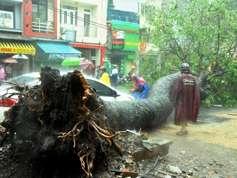 Phần gốc cây có biểu hiện hư hỏng, thối mục. 