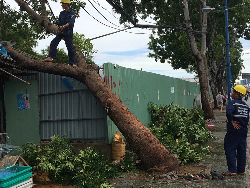 Chủ tiệm chim cảnh nhanh tay cứu người đàn ông khỏi bị cây đè ảnh 1