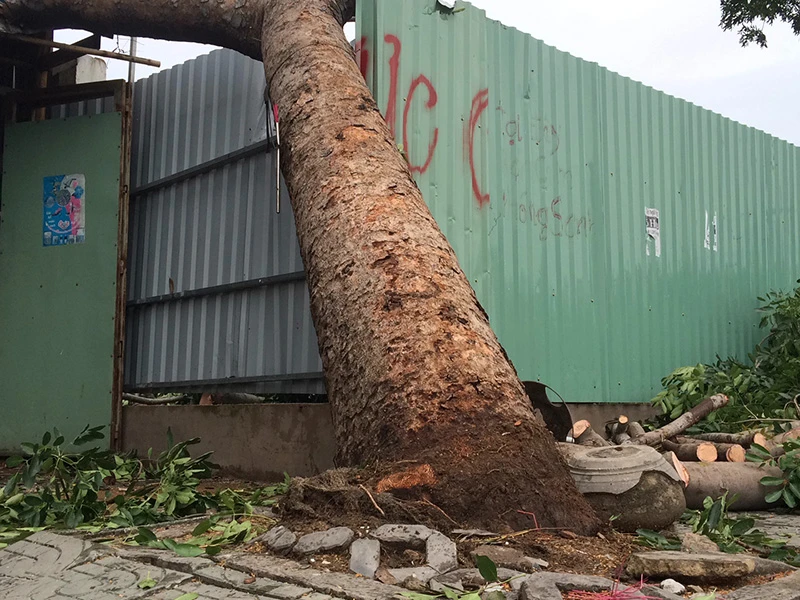 Chủ tiệm chim cảnh nhanh tay cứu người đàn ông khỏi bị cây đè ảnh 3