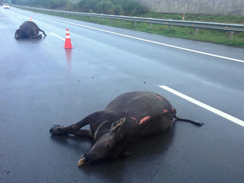 Hai con trâu được phát hiện bị tông chết nằm trên cao tốc TP.HCM - Long Thành sáng ngày 20-9.