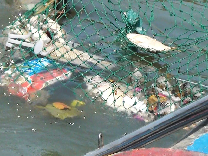 Cá chết la liệt trên kênh Nhiêu Lộc - Thị Nghè ảnh 4