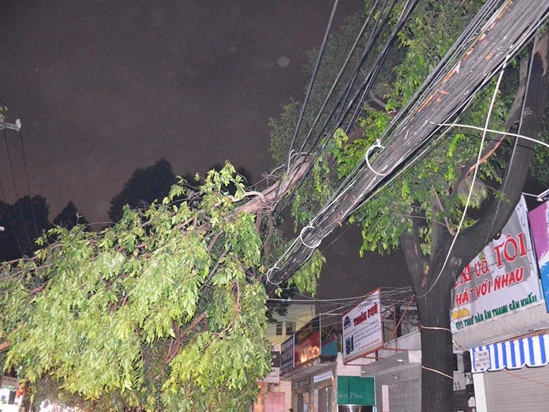 Một nhánh cây sao gãy đè trúng đường dây điện.