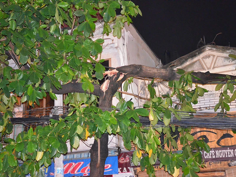 Nhánh cây bàng bị gió quật gãy trong mưa lớn chiều tối ngày 5-5.