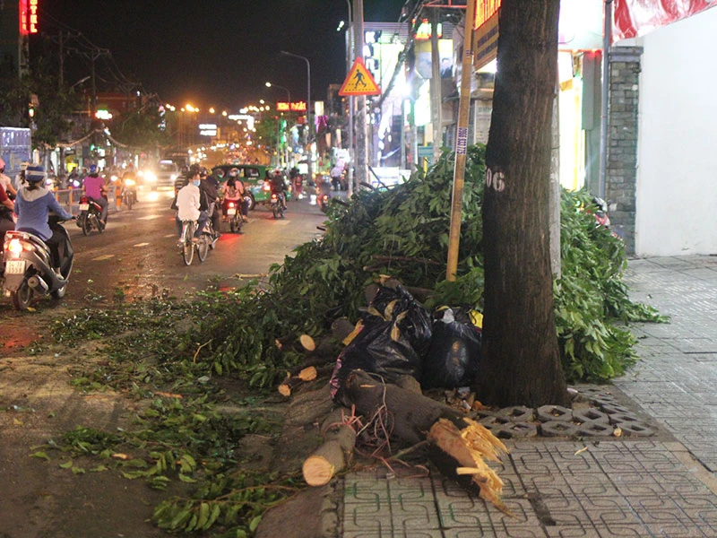 Các nhánh cây sau đó đã được thu dọn.