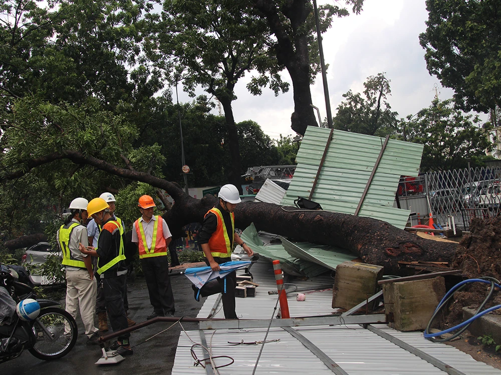 ây cổ thụ cao hàng chục mét bất ngờ đổ sập sau cơn mưa đè trúng taxi đang chạy.