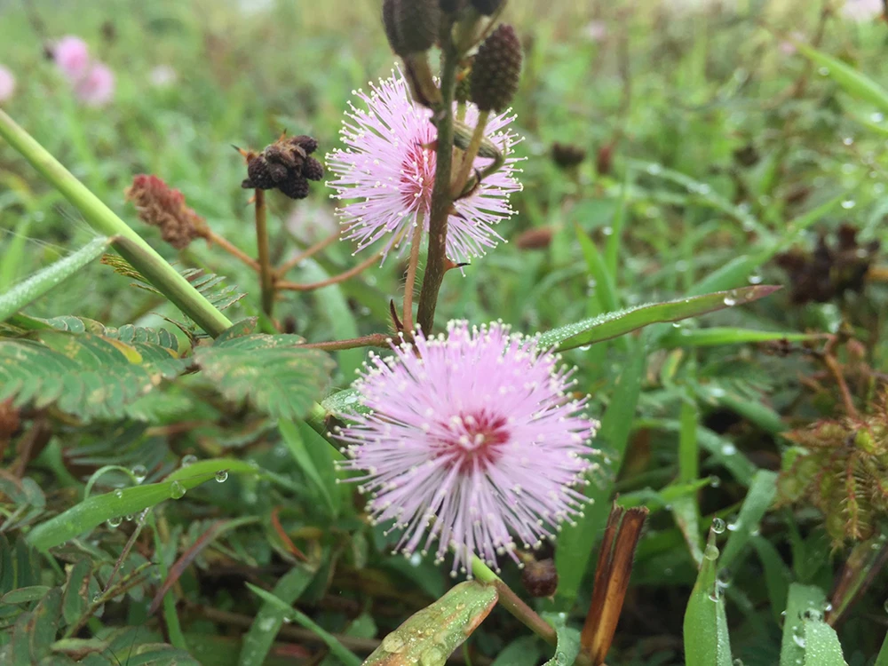 TP.HCM có sương mù như Đà Lạt ảnh 4