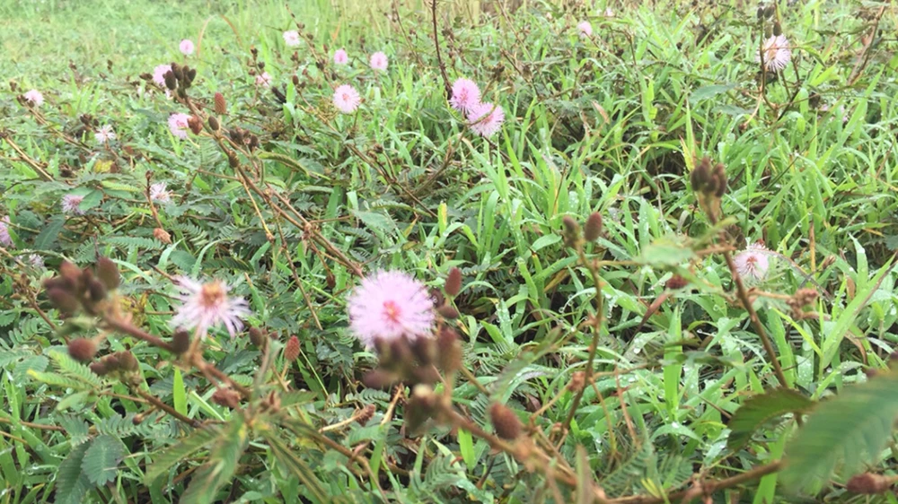 TP.HCM có sương mù như Đà Lạt ảnh 3